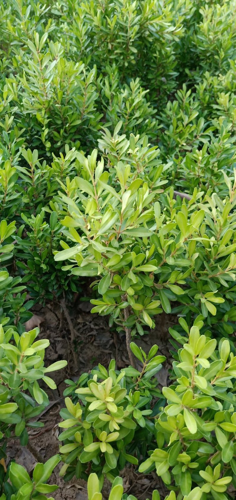 雀舌黄杨