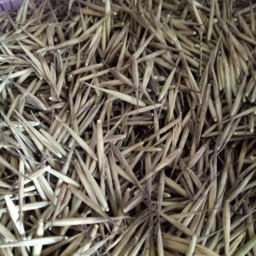 毛竹种子