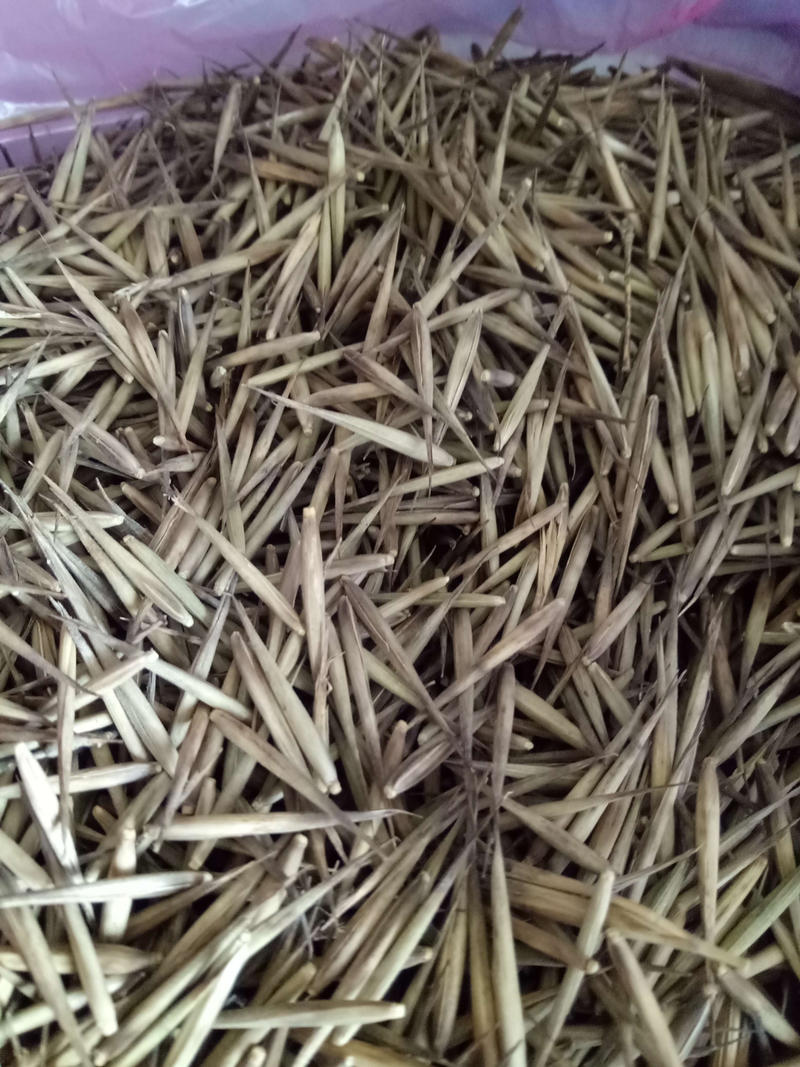 毛竹种子