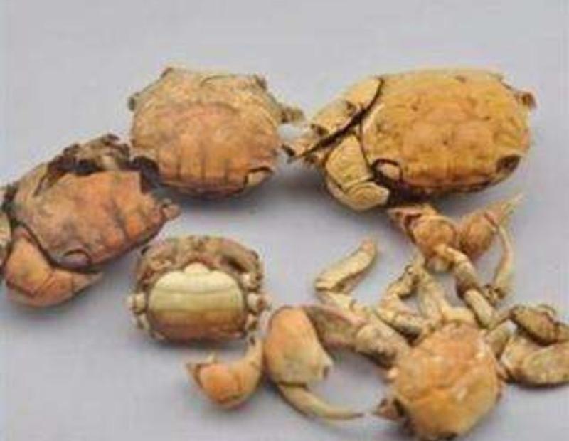 螃蟹甲，道地药材，质优价实，品质保证，药典标准一公斤起批