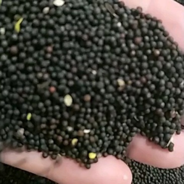 2022年六月份销售高含油，优质菜籽，油色好，味香。