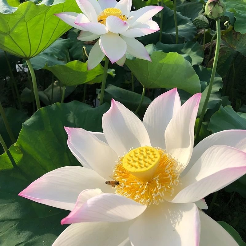 农家自产天然荷花花粉正品未破壁莲花花粉PK送花花粉干净纯