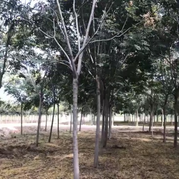 栾树