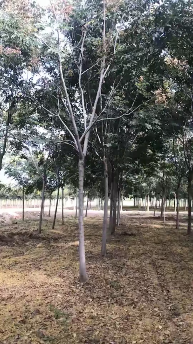 栾树