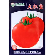 西红柿种子四季播大果阳台盆栽蔬菜种子高产大番茄种子