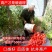 西红柿种子四季播大果阳台盆栽蔬菜种子高产大番茄种子