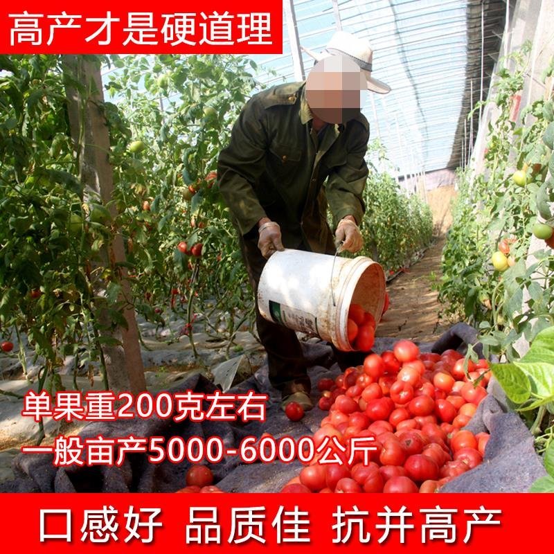 西红柿种子四季播大果阳台盆栽蔬菜种子高产大番茄种子