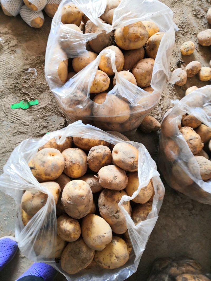 新大坪箱装土豆十斤二十斤包装
