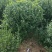 卫矛球卫矛苗卫矛绿化苗木点缀苗卫矛基地直销卫矛