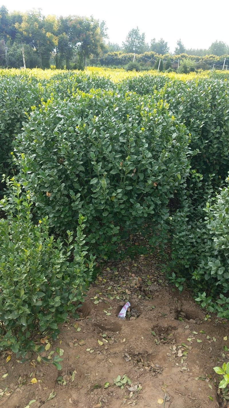 卫矛球卫矛苗卫矛绿化苗木点缀苗卫矛基地直销卫矛