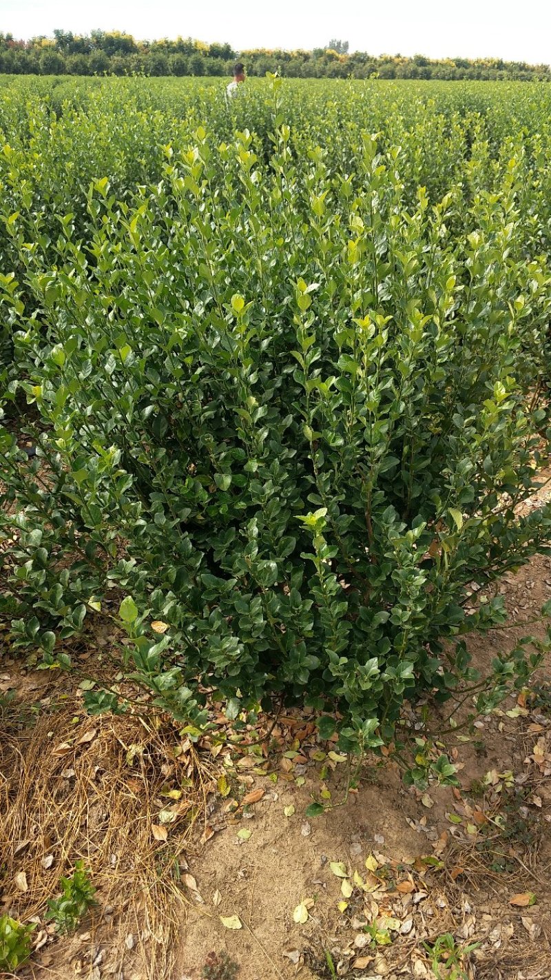 卫矛球卫矛苗卫矛绿化苗木点缀苗卫矛基地直销卫矛