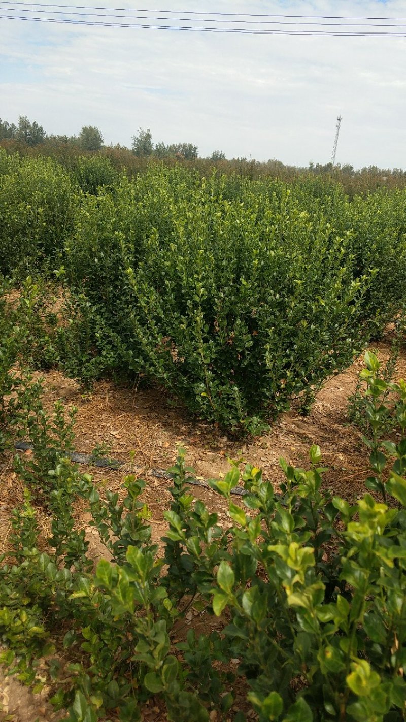 卫矛球卫矛苗卫矛绿化苗木点缀苗卫矛基地直销卫矛