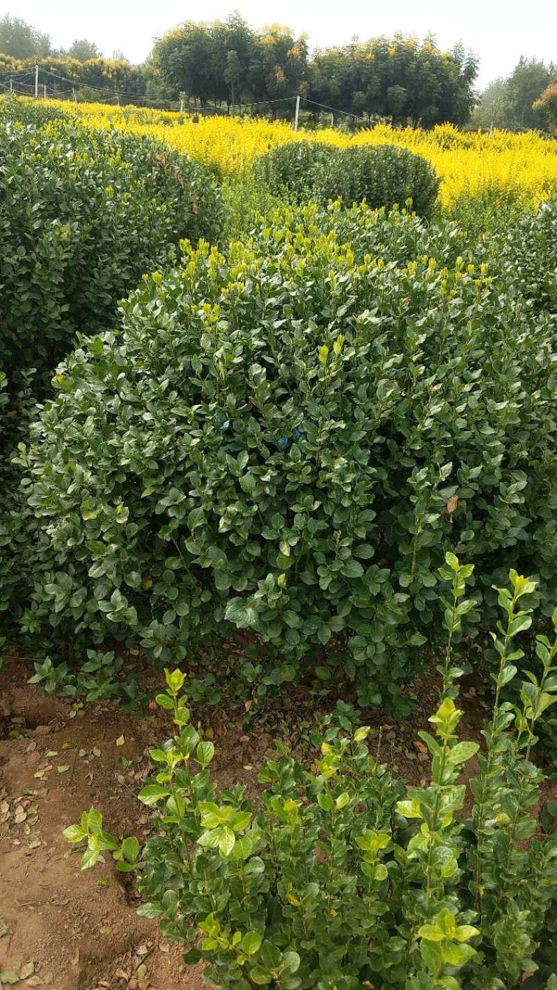 卫矛球卫矛苗卫矛绿化苗木点缀苗卫矛基地直销卫矛