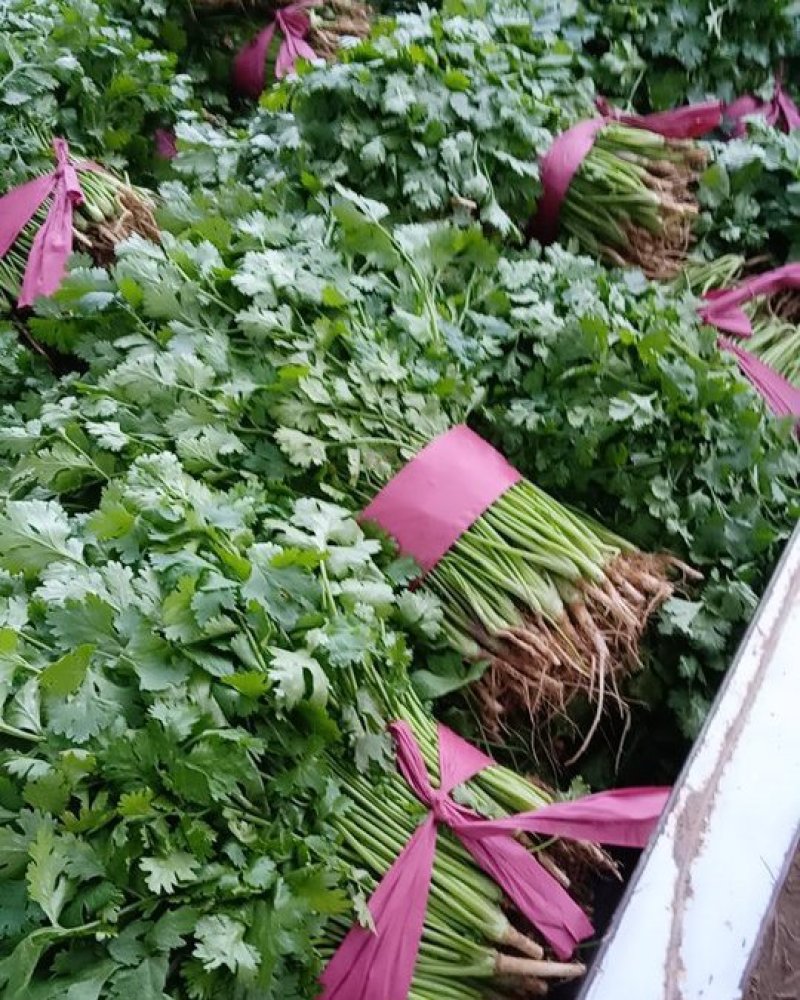 大叶香菜25公分左右