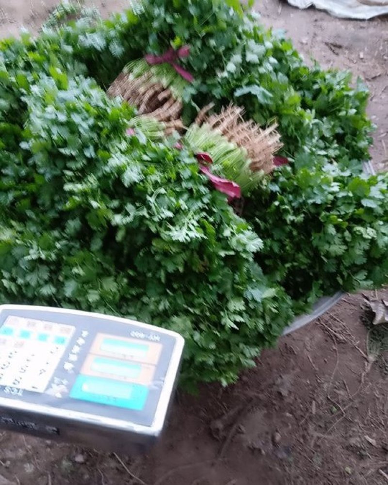 大叶香菜25公分左右
