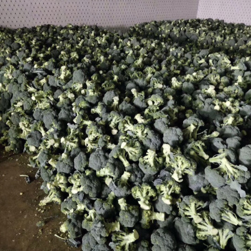 精品现货西兰花上市中，量大质优，品质保证，欢迎前来采购