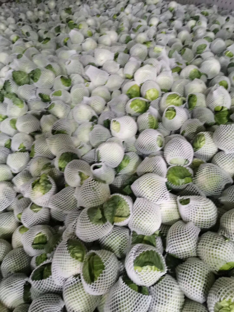 精品包菜，全国发货，产地直供，量大从优，欢迎采购