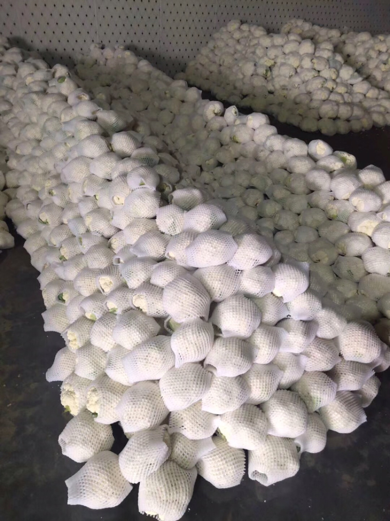 精品有机花菜上市中，量大质优，质量一级，精品，精品