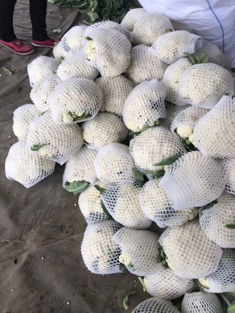 精品有机花菜上市中，量大质优，质量一级，精品，精品