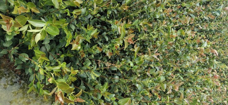 江西高产嫁接营养杯油茶苗20-80【有好货样品】基地大量供应