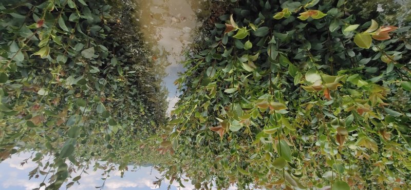 江西高产嫁接营养杯油茶苗20-80【有好货样品】基地大量供应