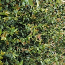江西高产嫁接营养杯油茶苗20-80【有好货样品】基地大量供应