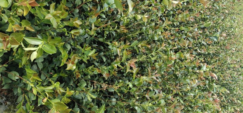 江西高产嫁接营养杯油茶苗20-80【有好货样品】基地大量供应
