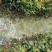江西高产嫁接营养杯油茶苗20-80【有好货样品】基地大量供应