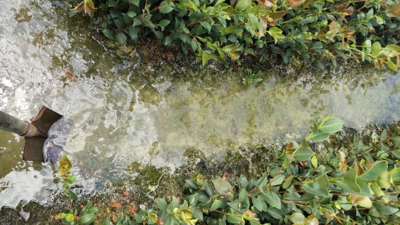 江西高产嫁接营养杯油茶苗20-80【有好货样品】基地大量供应
