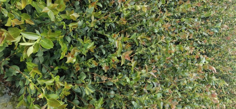 江西高产嫁接营养杯油茶苗20-80【有好货样品】基地大量供应