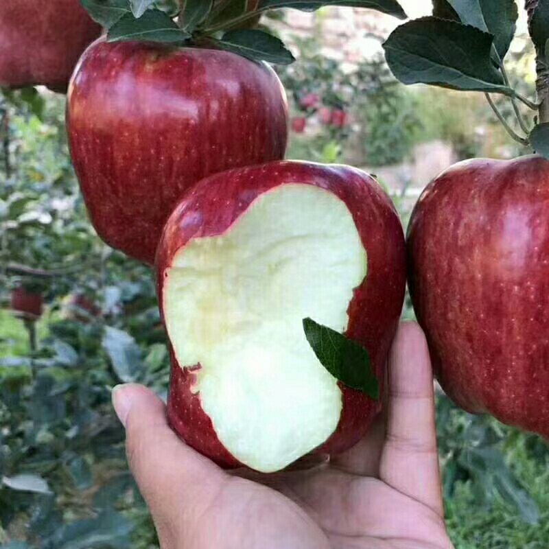 花牛苹果
