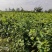 金银花苗