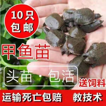 大小规格甲鱼苗，鳖苗水鱼团鱼苗新鲜活包邮