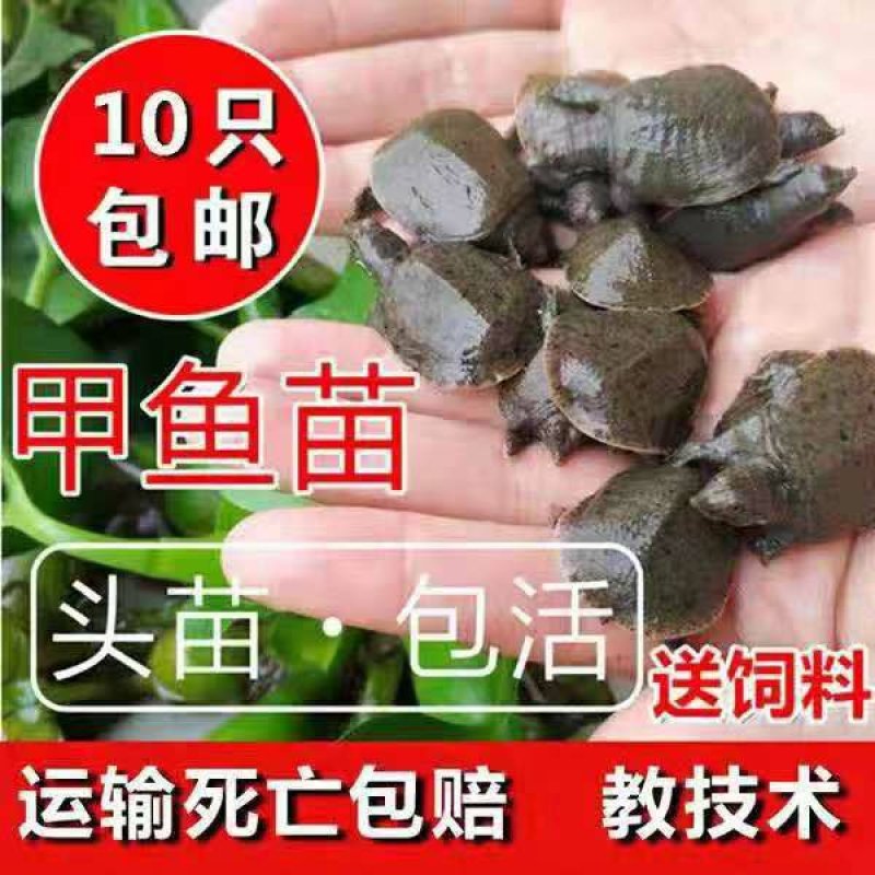 大小规格甲鱼苗，鳖苗水鱼团鱼苗新鲜活包邮