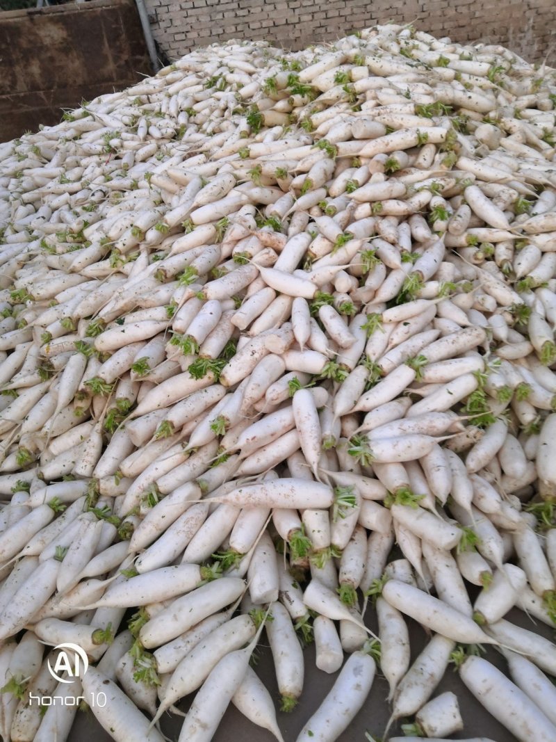 次品白萝卜养殖场用的，去两头加工厂用