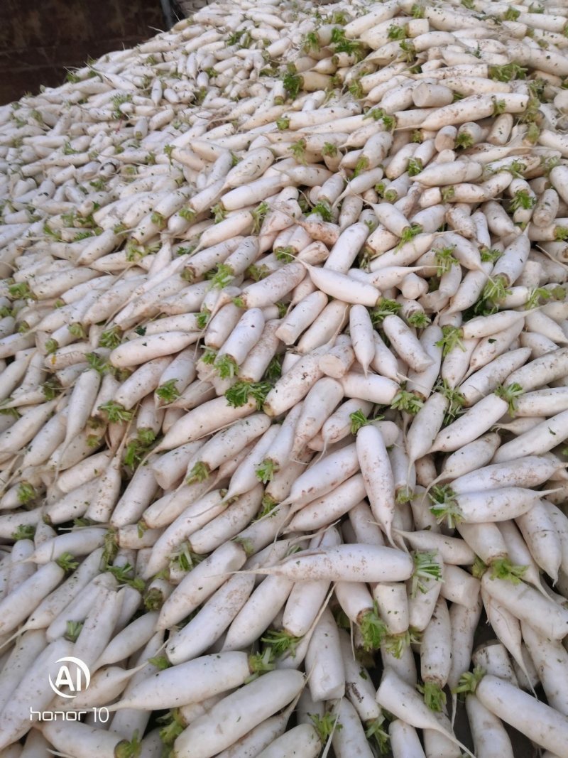 次品白萝卜养殖场用的，去两头加工厂用