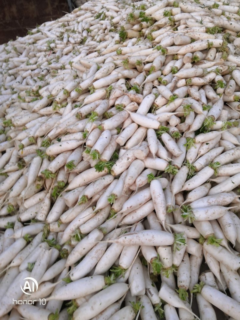 次品白萝卜养殖场用的，去两头加工厂用
