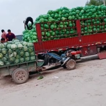 大圆苞菜价格便宜质量好。