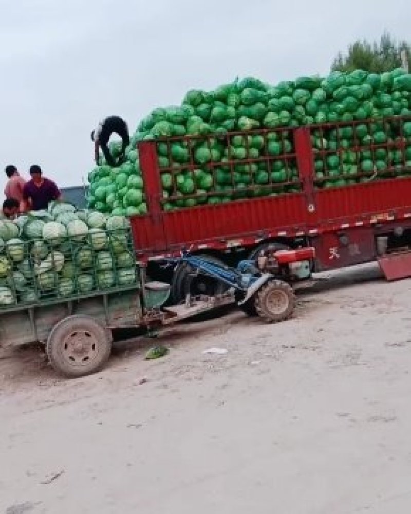 大圆苞菜价格便宜质量好。