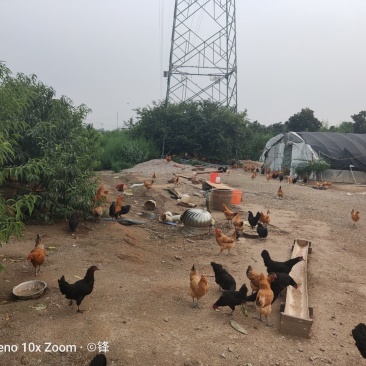 土鸡散养地，350每亩。句容市道路通