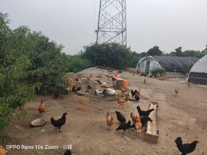 土鸡散养地，350每亩。句容市道路通