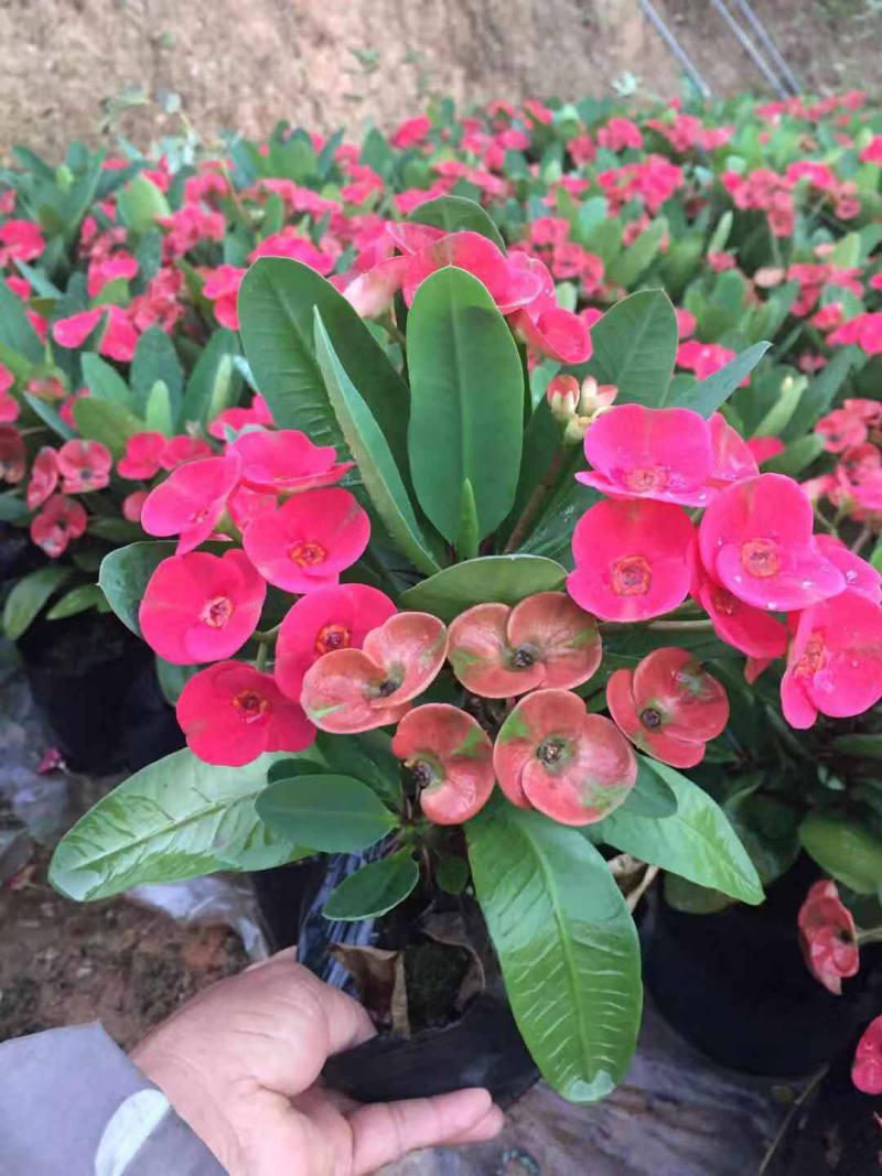 绿化苗木小盆栽虎刺梅