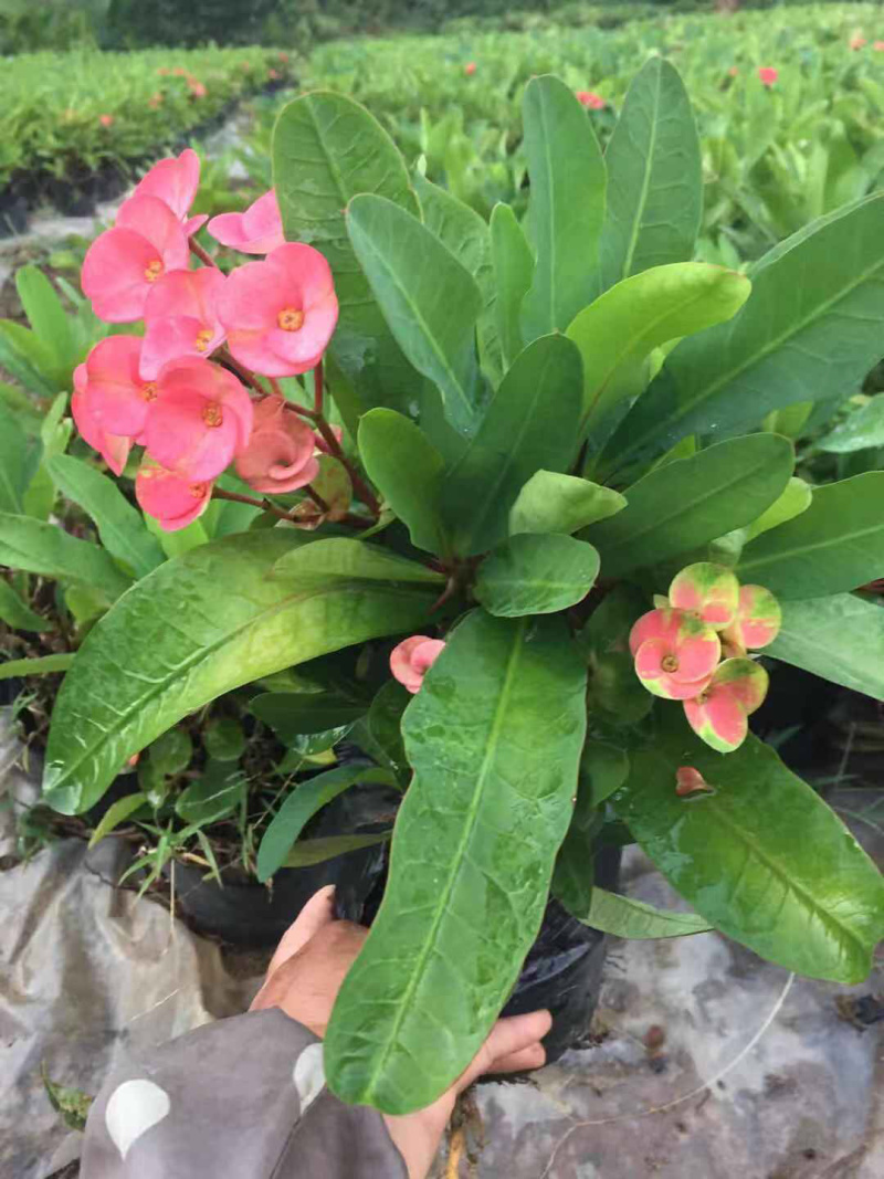 绿化苗木小盆栽虎刺梅