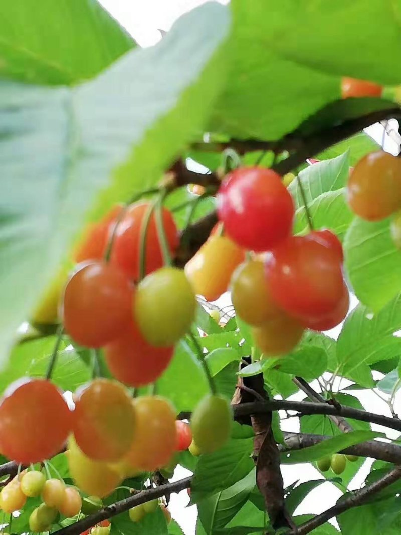 玛瑙红樱桃苗，南方可以种植的品种