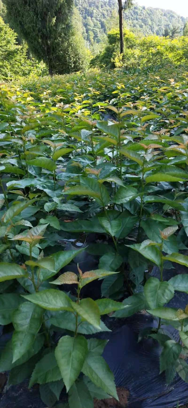 玛瑙红樱桃苗，南方可以种植的品种