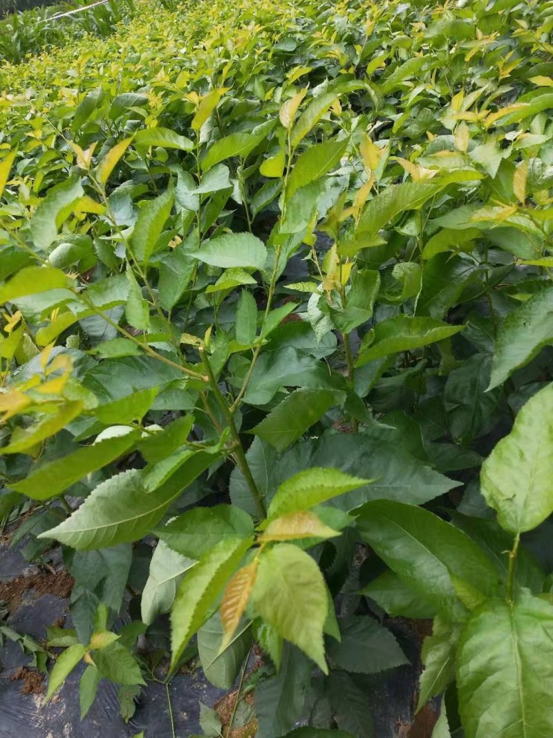 玛瑙红樱桃苗，南方可以种植的品种