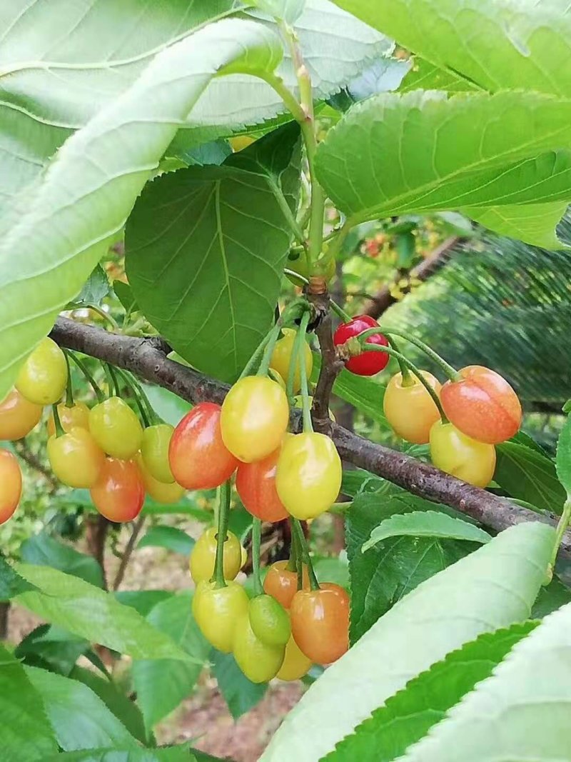 玛瑙红樱桃苗，南方可以种植的品种