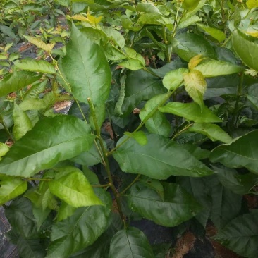 玛瑙红樱桃苗，南方可以种植的品种