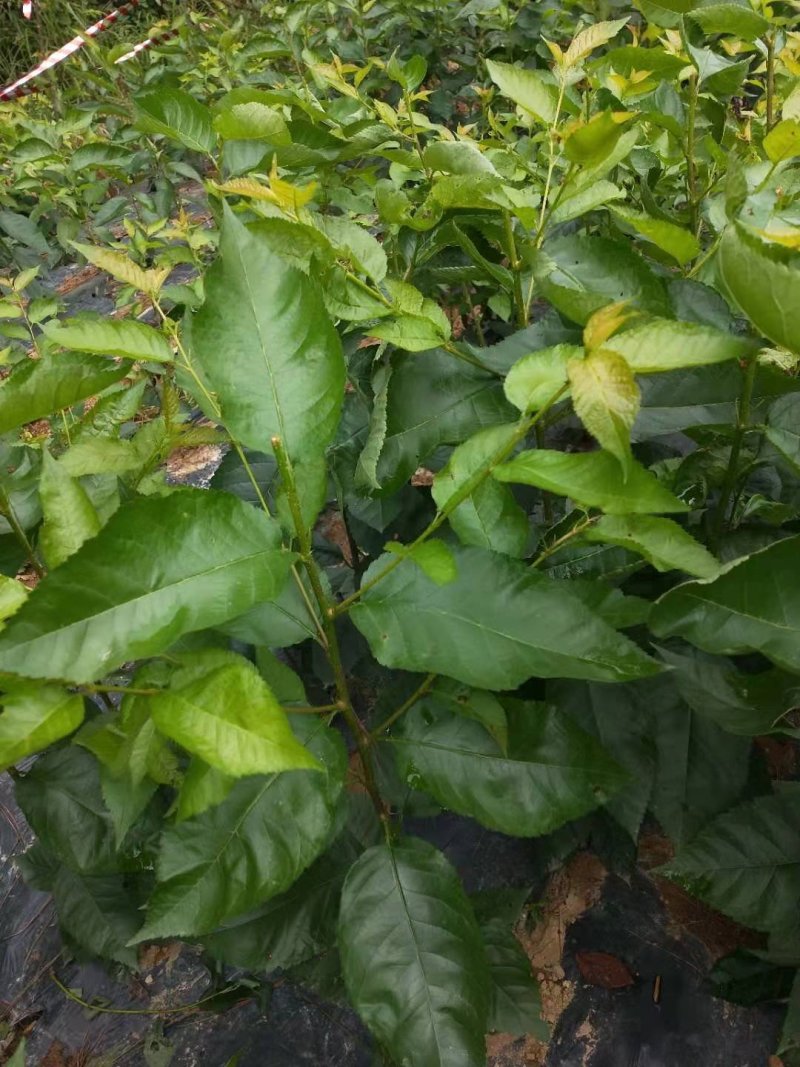 玛瑙红樱桃苗，南方可以种植的品种