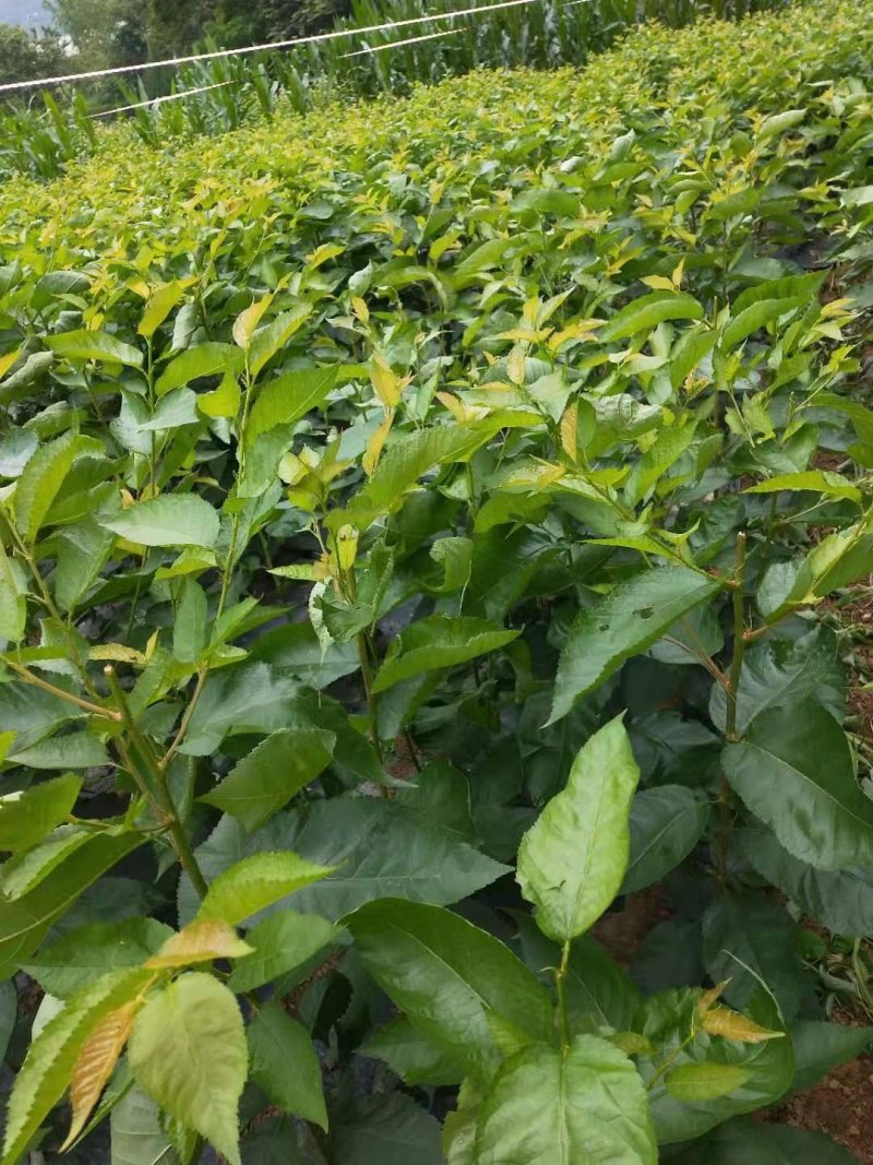 玛瑙红樱桃苗，南方可以种植的品种